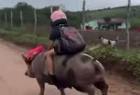a escena, tan insólita como tierna, muestra a la niña desplazándose tranquilamente mientras el cerdo avanza con determinación, robándose todas las miradas. “¡Esto sí es transporte sostenible con mucho oink!”