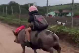 a escena, tan insólita como tierna, muestra a la niña desplazándose tranquilamente mientras el cerdo avanza con determinación, robándose todas las miradas. “¡Esto sí es transporte sostenible con mucho oink!”