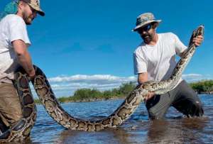 Las pitones representan una amenaza para la fauna local en Florida. 