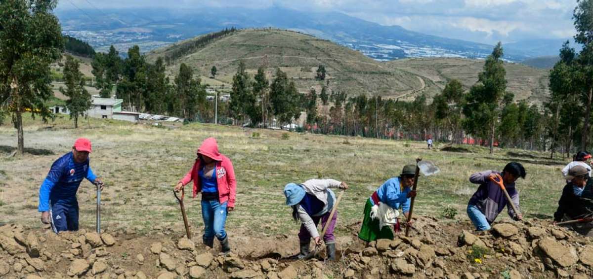 Los agricultores de Pitana Bajo, cant&oacute;n Cayambe (Pichincha), colocan las tuber&iacute;as del sistema de riego para sus cultivos. Las 102 familias residentes coinciden en que el clima cambi&oacute; en los &uacute;ltimos cinco a&ntilde;os.  