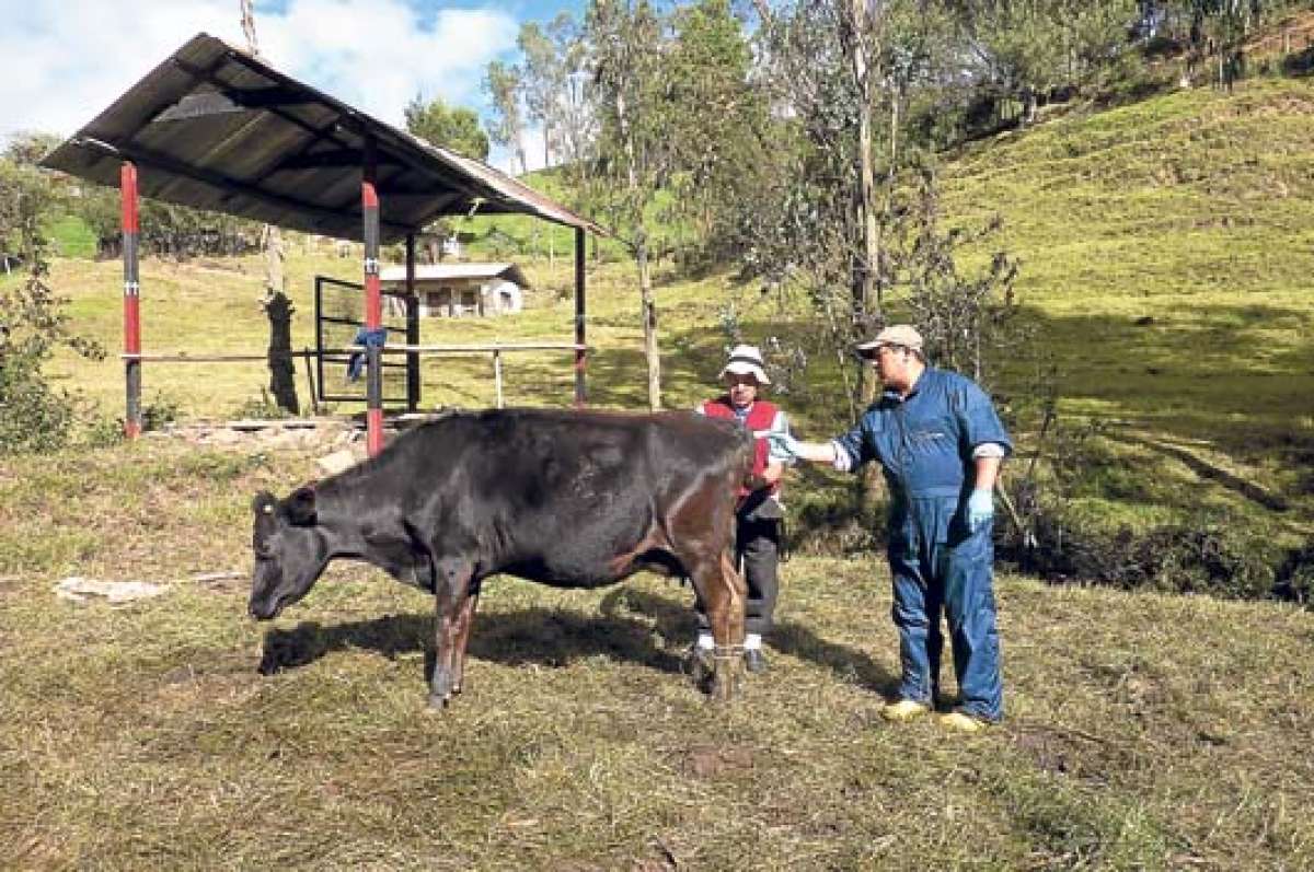 187 mil reses est&aacute;n inmunizadas contra la aftosa en Azuay gracias a campa&ntilde;a