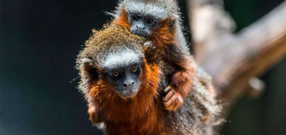 50% de casos por tr&aacute;fico  de especies tiene sentencia