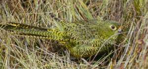 En Australia hallan rastros de una de las aves m&aacute;s raras del mundo