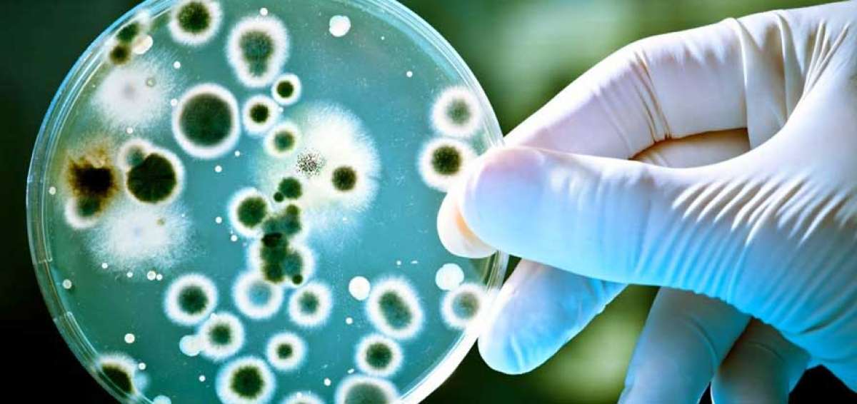 V&iacute;nculos entre bacterias y depresi&oacute;n