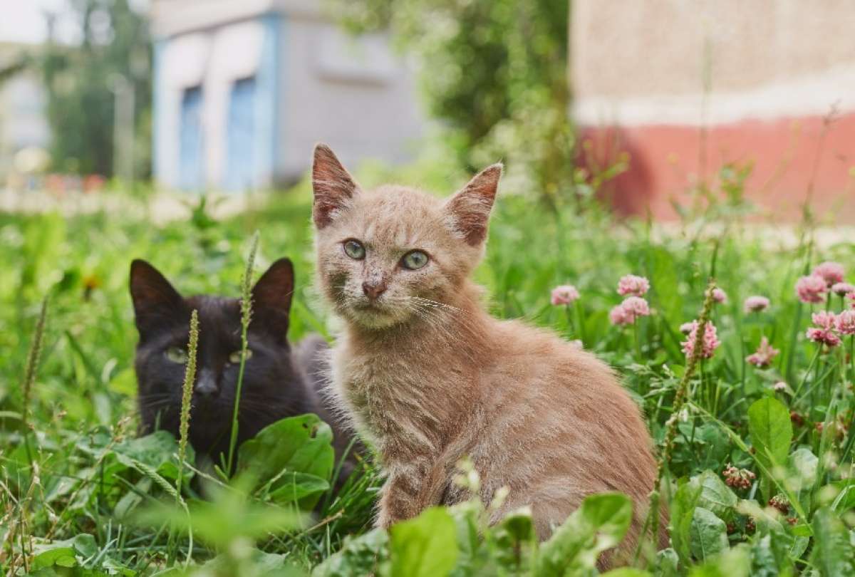 Esterilizaci&oacute;n felina, un acto de amor por nuestras mascotas