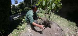El programa de forestaci&oacute;n es para impulsar los huertos frutales en Cotal&oacute; y fomentar la cultura de reforestaci&oacute;n en el norte de Ambato.