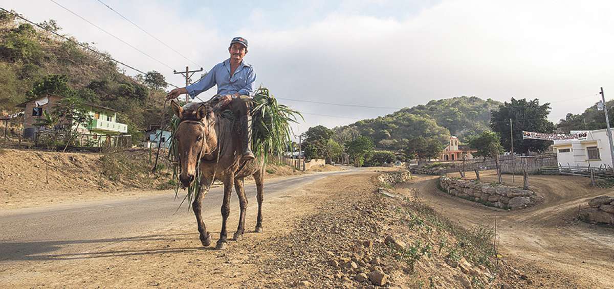 El agricultor Gonzalo Calder&oacute;n sube a las monta&ntilde;as de Pacoche a diario para vigilar el desarrollo de su sembr&iacute;o de caf&eacute;. 