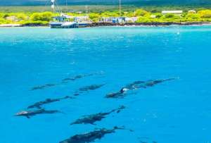 ¡Espectacular avistamiento en Galápagos! 