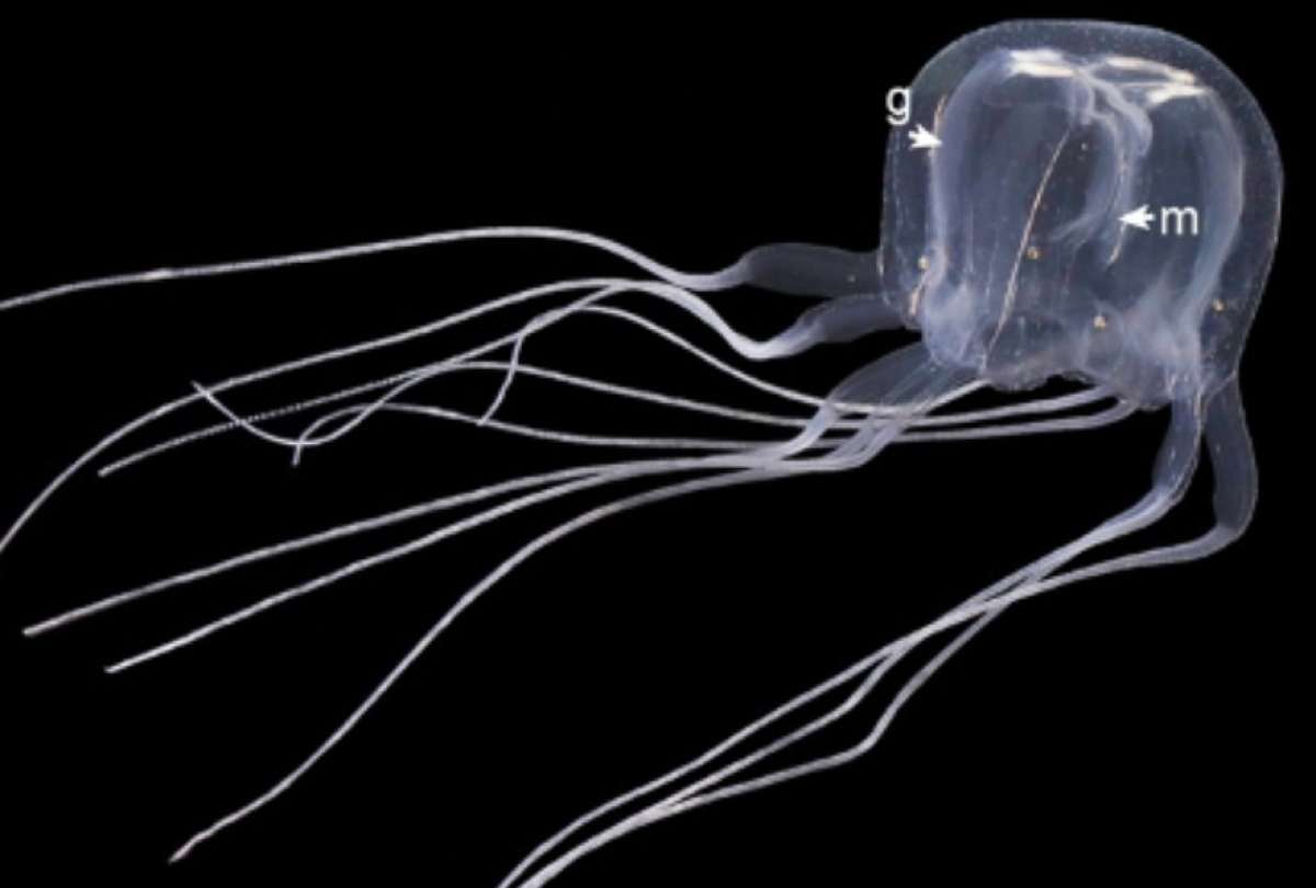 Descubren una nueva especie de medusa en las aguas de Hong Kong