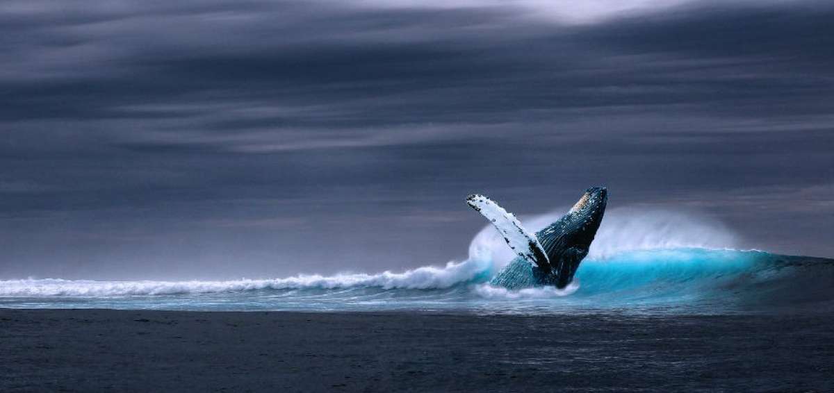 &lsquo;La ballena azul&rsquo;, el juego que incita al suicidio en j&oacute;venes