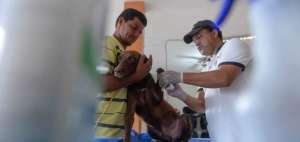 Algunos animales han sido atendidos por heridas causadas por elementos peligrosos que contienen los escombros producto del terremoto.