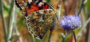 Esta clase de mariposa migra hacia lugares donde depositar sus cr&iacute;as y que estas no corran ning&uacute;n peligro. 