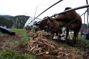 Ganader&iacute;a Sostenible adem&aacute;s contempla el mejoramiento gen&eacute;tico y aumento de la producci&oacute;n lechera y de carne. Foto: Roberto Ch&aacute;vez / EL TEL&Eacute;GRAFO