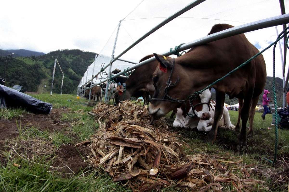 Ganader&iacute;a Sostenible adem&aacute;s contempla el mejoramiento gen&eacute;tico y aumento de la producci&oacute;n lechera y de carne. Foto: Roberto Ch&aacute;vez / EL TEL&Eacute;GRAFO