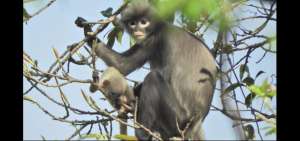 Hembra adulta y juvenil Popa langur (Trachypithecus popa) en el cr&aacute;ter del Monte Popa, Myanmar. 