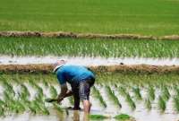 Ministerio de Agricultura desmiente restricciones para la venta de arroz