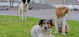Los perros causan el 80% de heridas por mordedura a los seres humanos