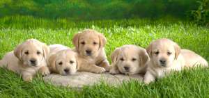 Las mascotas tambi&eacute;n pueden donar sangre