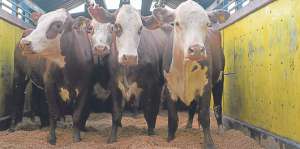 Este primer env&iacute;o est&aacute; compuesto por vacas pre&ntilde;adas, vaquillas y otros para servicio al ganado en Ecuador. Foto: Eduardo Escobar / El Tel&eacute;grafo
