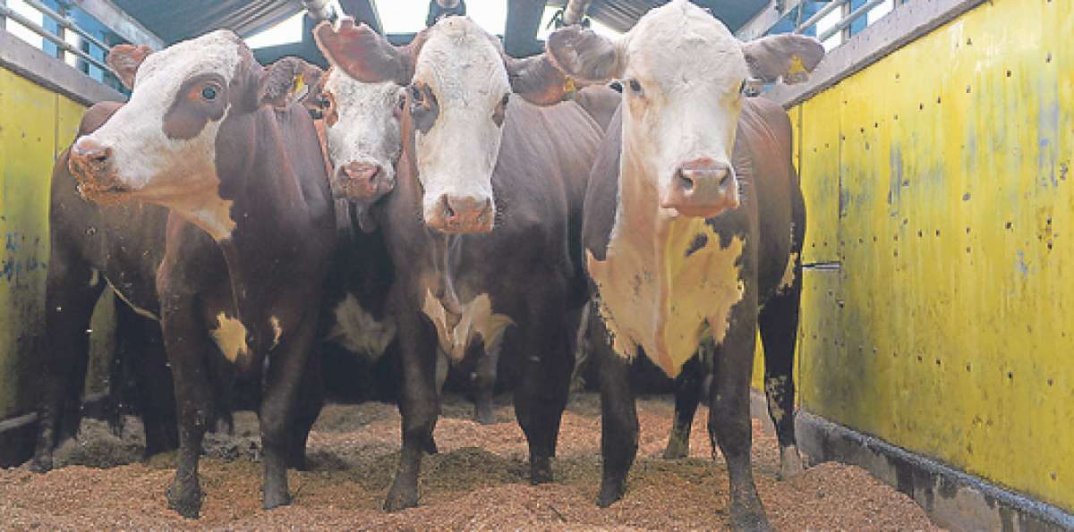 Este primer env&iacute;o est&aacute; compuesto por vacas pre&ntilde;adas, vaquillas y otros para servicio al ganado en Ecuador. Foto: Eduardo Escobar / El Tel&eacute;grafo