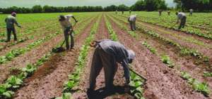 De acuerdo al informe de la OIT, en Latinoam&eacute;rica la pobreza rural (46,2%) es mayor que la urbana (23,8%).