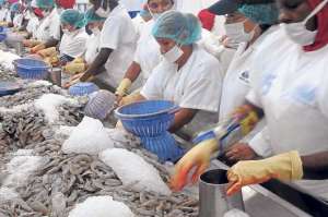 FDA verific&oacute; empacadoras de camar&oacute;n y pescado