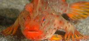 Descubren peces que "caminan" en el sur de Australia