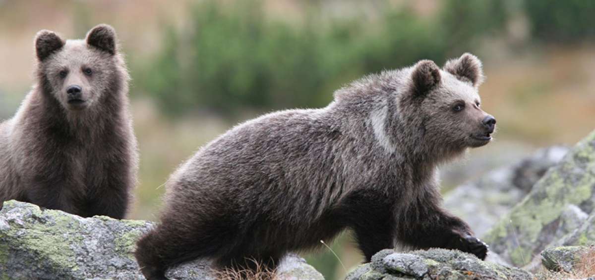 Los investigadores concluyen que algunas colonias de estos osos est&aacute;n en peligro de extinci&oacute;n a consecuencia de su tama&ntilde;o, que es peque&ntilde;o.
