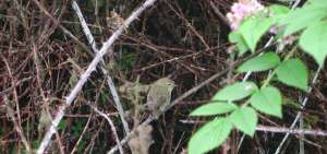La especie Rubus niveus (mora) es la &uacute;nica que domina las &aacute;reas en cinco islas infestadas.