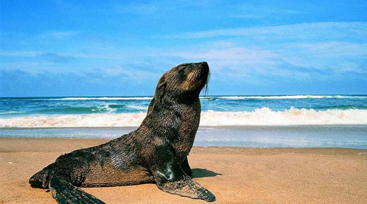 1.000 focas  sirven para avanzar en investigaci&oacute;n del cambio clim&aacute;tico