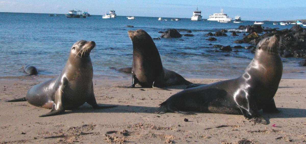 OIEA se compromete a apoyar la conservaci&oacute;n de las Islas Gal&aacute;pagos
