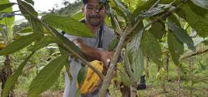 Gilberto Amay recibi&oacute; de la Prefectura de Zamora el apoyo t&eacute;cnico para mejorar el manejo en cosecha y poscosecha de su cacao.