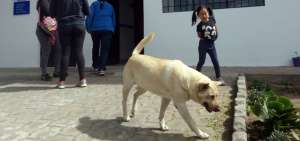 M&aacute;s de 80 mil esterilizaciones a mascotas en Quito en &uacute;ltimos 7 a&ntilde;os