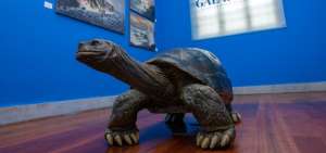 Exposici&oacute;n sobre Gal&aacute;pagos est&aacute; abierta en el Palacio de Gobierno