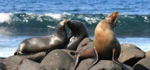 Siete veh&iacute;culos ecol&oacute;gicos llegar&aacute;n a Gal&aacute;pagos