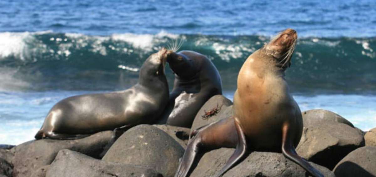 Siete veh&iacute;culos ecol&oacute;gicos llegar&aacute;n a Gal&aacute;pagos