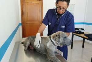 Autoridades rescatan mascota en Quito por mala tenencia