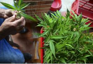 En Chile la marihuana figura en la normativa como una droga dura, se permite su consumo en ambientes privados pero su venta y autocultivo est&aacute;n penados. Foto: Archivo
