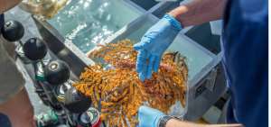 30 especies de invertebrados marinos se descubren en Gal&aacute;pagos