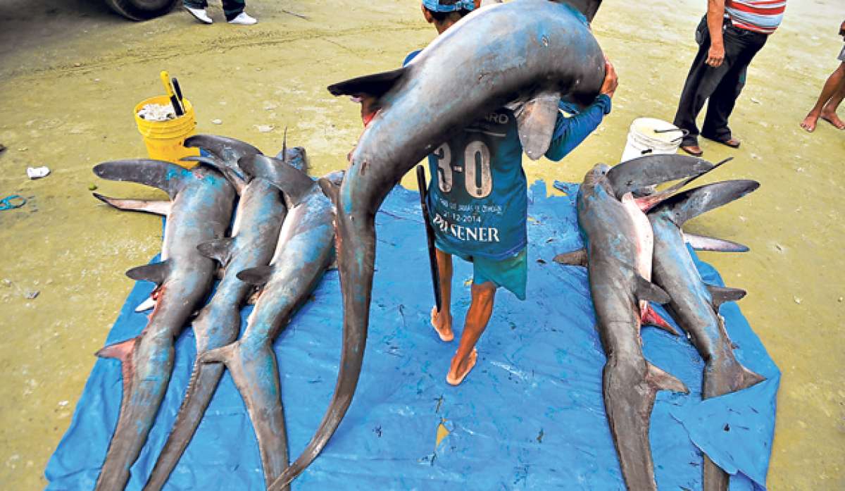 Hasta las playas de Manta arriban tiburones que son capturados de manera incidental. La pesca dirigida de esta especie est&aacute; prohibida por las autoridades. Foto: Rodolfo P&aacute;rraga/El Tel&eacute;grafo