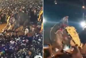 Un elefante embistió a una multitud de personas en un festival. Hay 23 heridos.