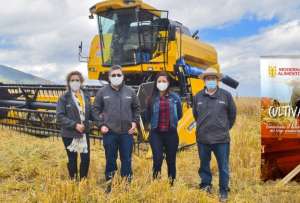 Programa alimenticio fomenta la producci&oacute;n de 2,6 toneladas de trigo nacional