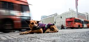 Los perros callejeros son un sello de la ciudad de Santiago, donde deambulan alrededor de unos 500.000-