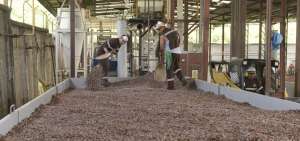 Ecuakao produce y comercializa cacao en grano y semielaborado