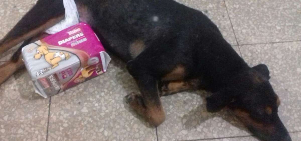 Osita Piedad es la perrita rescatada hace 3 meses en el suburbio, luego de ser atropellada. Parte de lo recaudado ser&aacute; para su tratamiento. 