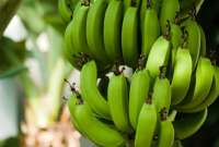 Cuatro exportadoras fueron denuncias por no pagar el precio mínimo de sustentación de la caja de banano