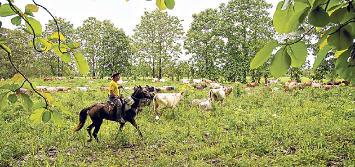 El repoblamiento bovino ser&aacute; efectuado a trav&eacute;s de las vacas importadas de las razas Braford, Brangus y Nelore, las cuales entrar&aacute;n al proceso de producci&oacute;n. Foto: cortes&iacute;a