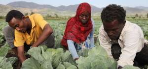 FAO: La migraci&oacute;n interna seguir&aacute; transformando la econom&iacute;a de pa&iacute;ses pobres