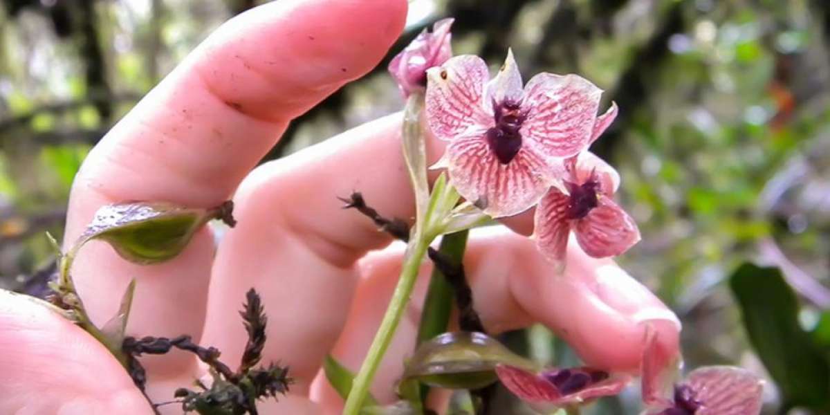 Orqu&iacute;dea que tiene en el centro la forma del diablo, entre las m&aacute;s raras