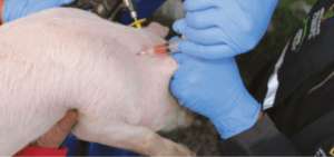 Refuerzan medidas sanitarias para evitar el riesgo de la peste porcina